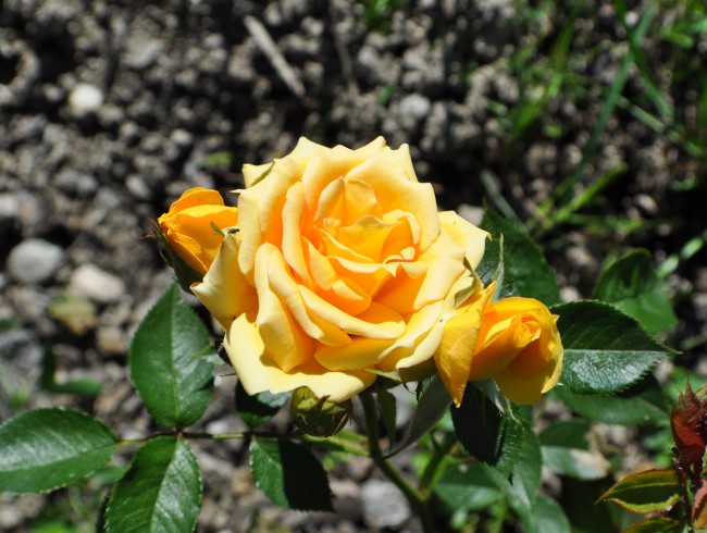 Eine gelbe Rose blüht im Sonnenlicht, umgeben von grünen Blättern